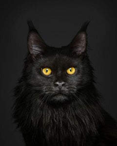 Randal Ford - Maine Coon on Black, photographie 2024, imprimée d
après