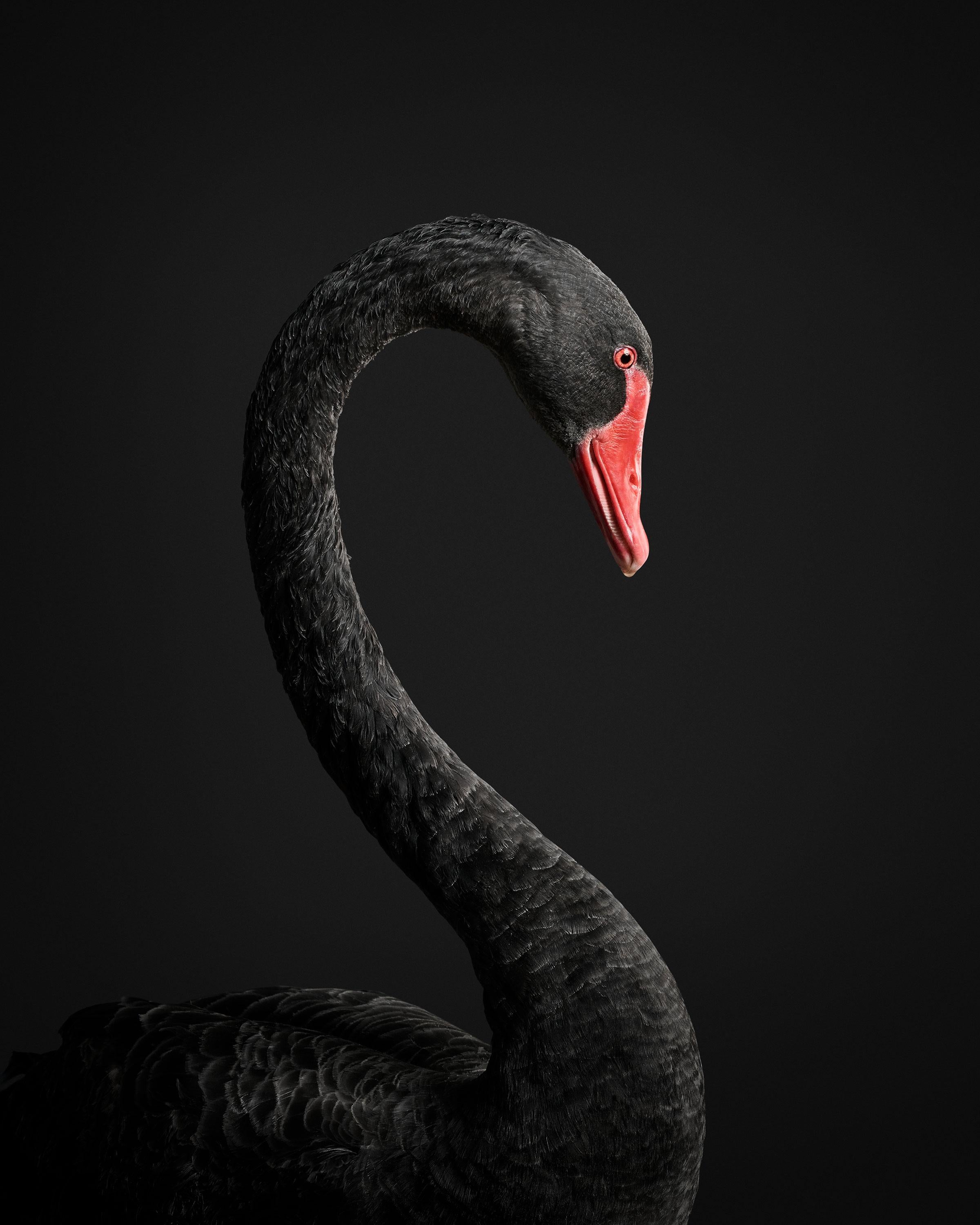 Randal Ford - Black Swan No. 1, Photography 2018, Printed After