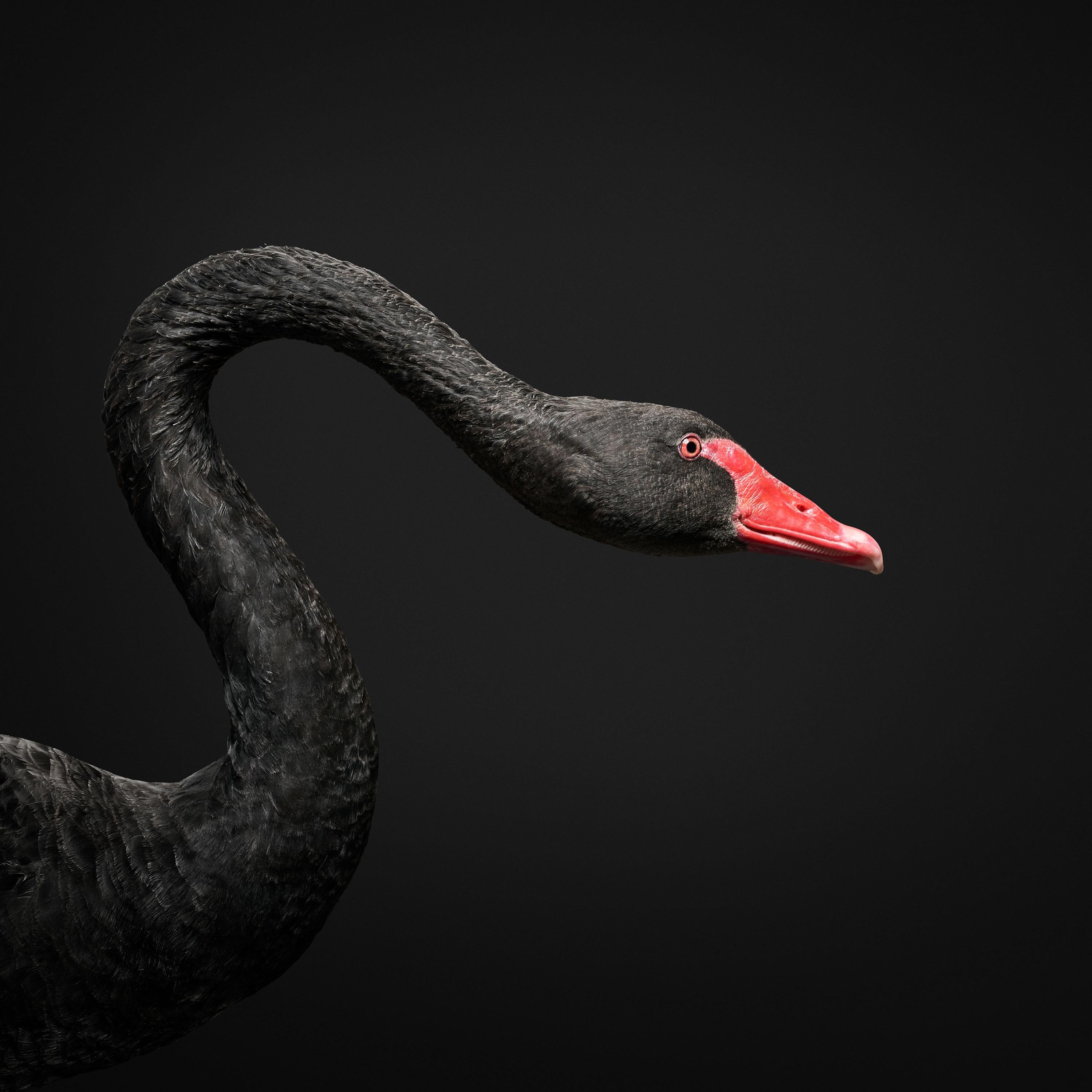 Randal Ford - Black Swan No. 2, Photography 2018, Printed After