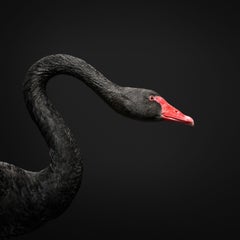 Randal Ford - Cisne negro nº 2, Fotografía 2018, Impresión posterior