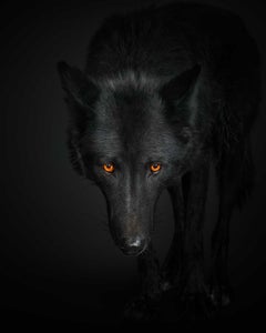 Randal Ford - Black Wolf n° 1, photographie de 2018