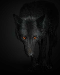 Randal Ford - Black Wolf n° 1, photographie de 2018, imprimée d'après