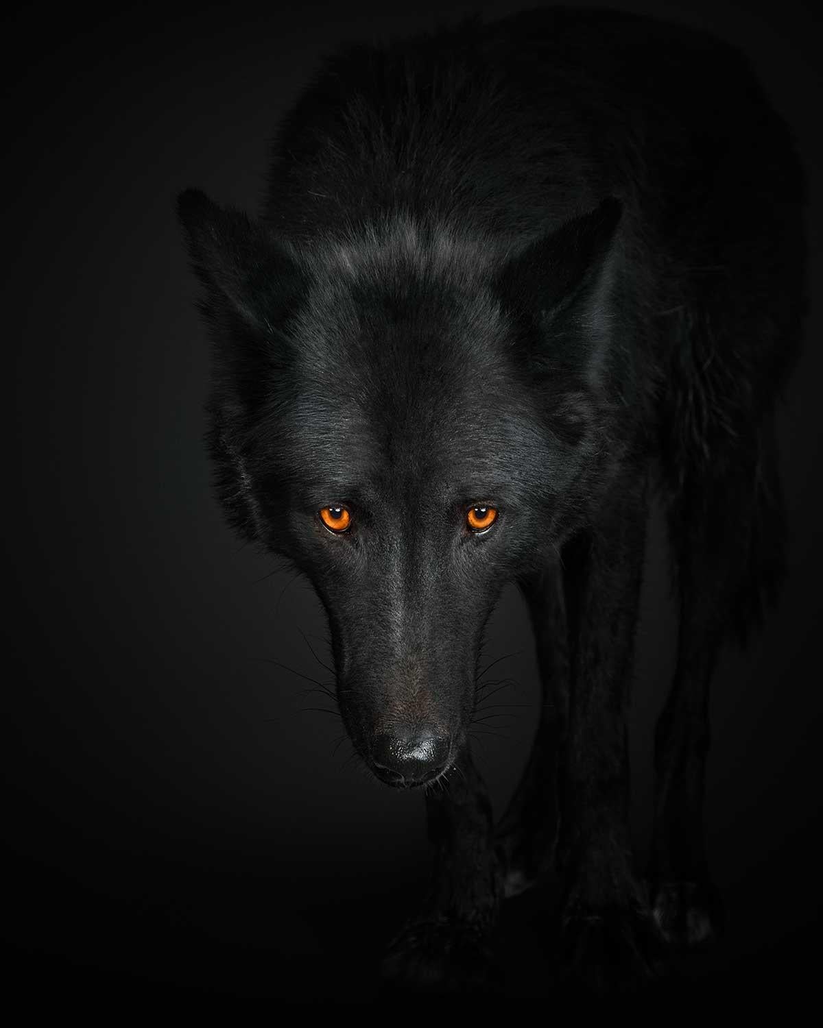 Available Sizes:
32" x 32" Edition of 15
40" x 40" Edition of 10
48" x 48" Edition of 5

Geronimo: Geronimo was no dog. I love dogs and am around them all time.  And when I see pictures of wolves, I associate them with dogs.  But when I saw Geronimo