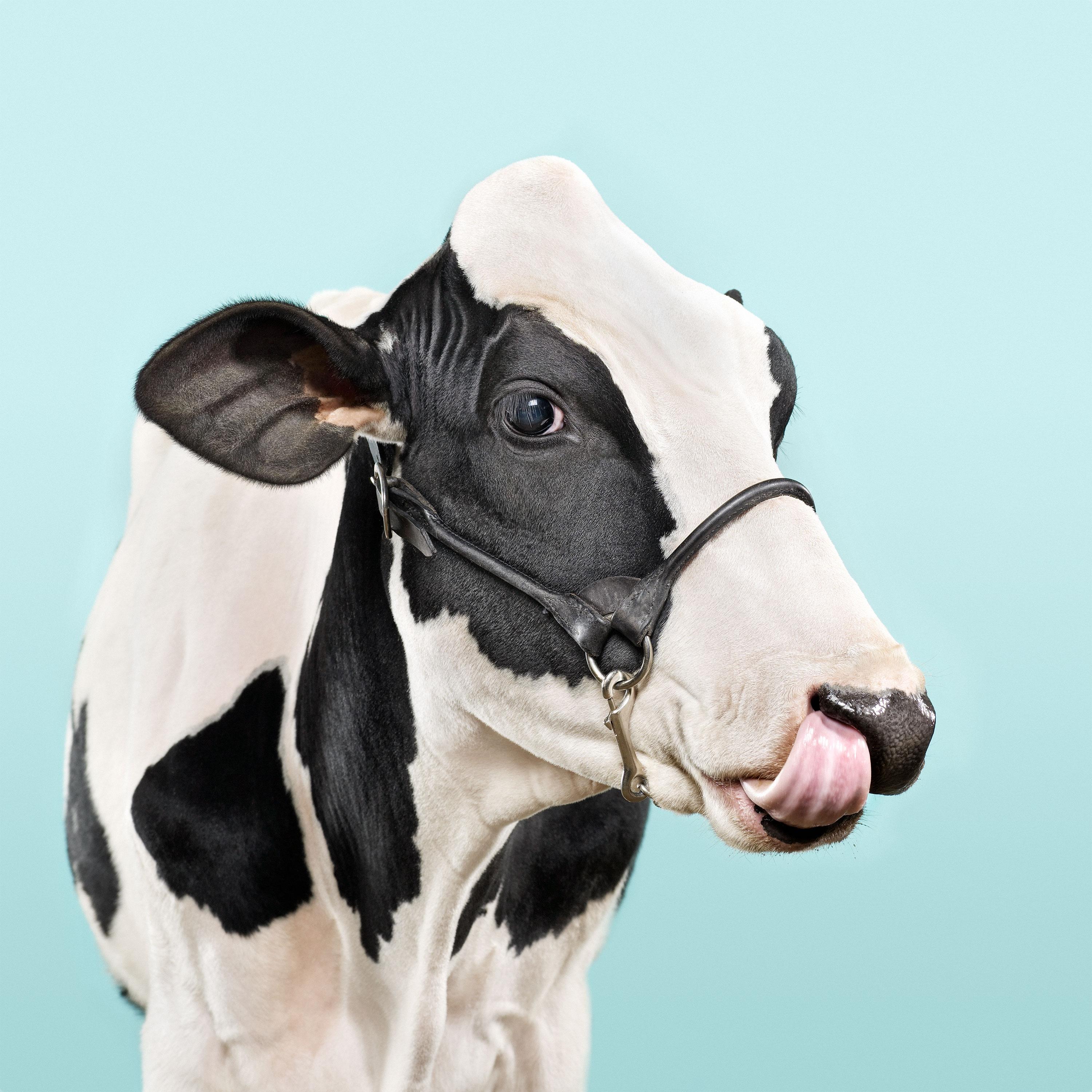 Randal Ford - Vache bleue, photographie 2018, imprimée d
après