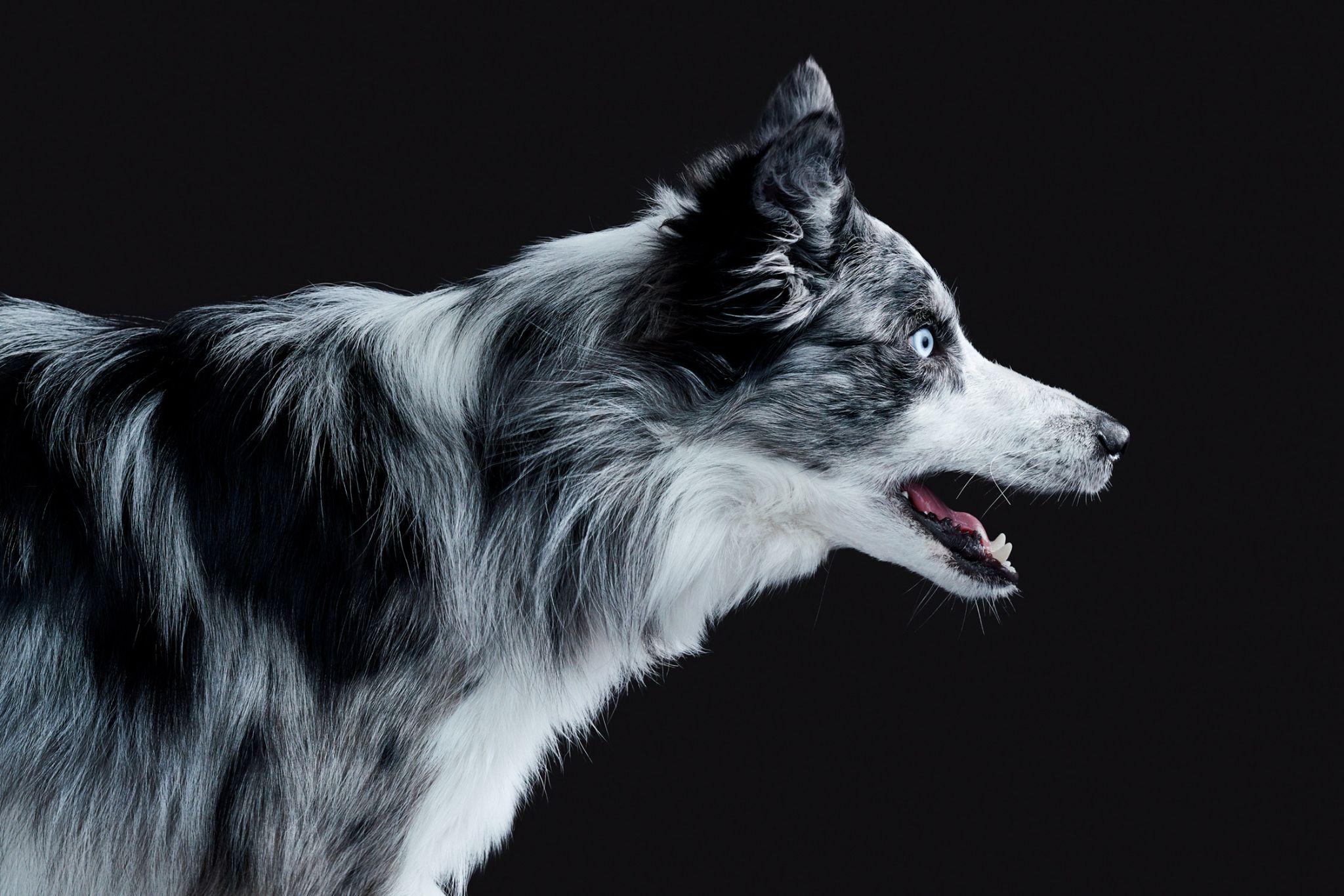 Randal Ford - Border Collie, photographie 2024, imprimée d
après