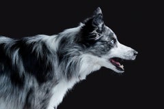 Randal Ford - Border Collie, Photography 2024, Printed After