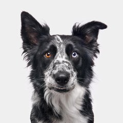 Randal Ford - Border Collie, Photography 2024, Printed After