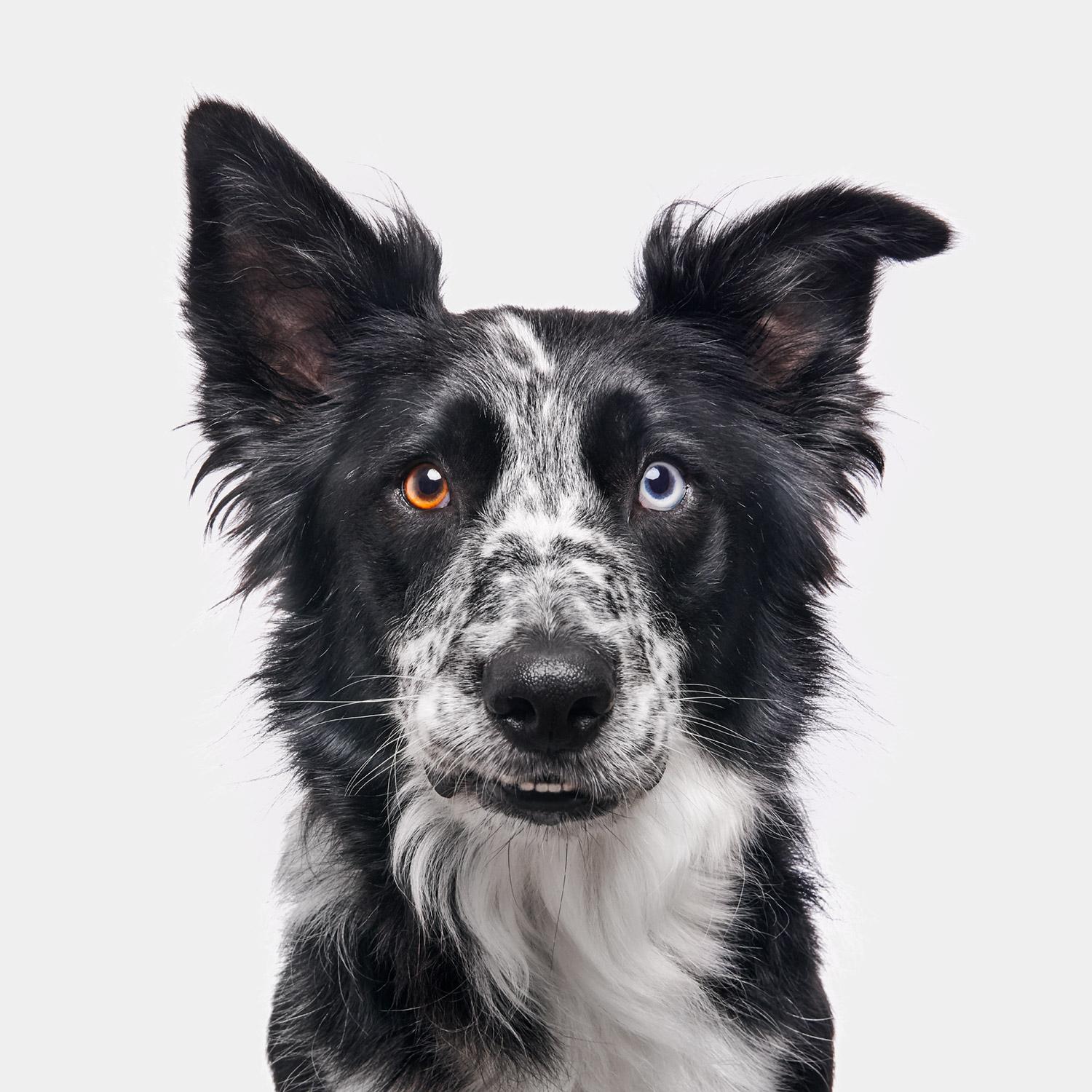 "If it looks like he’s about to jump the gun, that’s because he was. Gunner was eager and in constant anticipation of some new mystery element throughout our session—it’s the border collie way. His senses were sharp, his focus was intent, and his