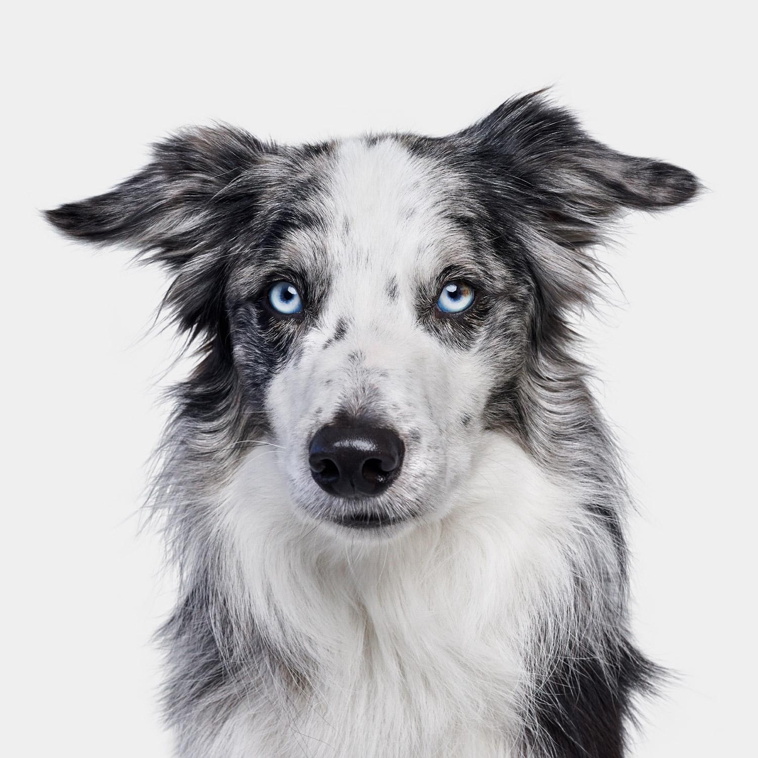 "Watson got his name from the Sherlock Holmes TV series, which could not be more perfect for this sticky-fingered dog bandit. Watson was a thief—a very playful, sneaky, silly thief. While on set, he decided to play hide-and-seek with everyone’s