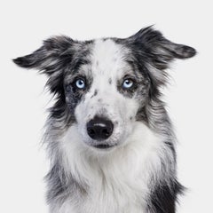 Randal Ford - Border Collie, Photography 2024, Printed After