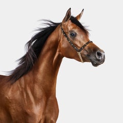 Randal Ford - Brown Arabian Horse No. 1, Fotografie 2023, gedruckt nach