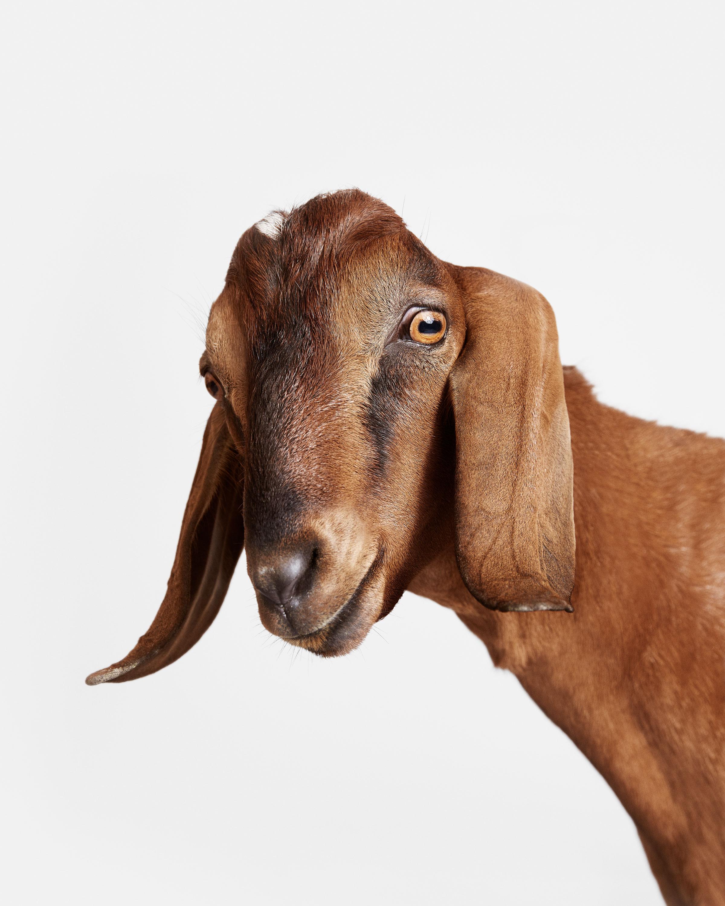Available Sizes:
37.5" x 30" Edition of 15
50" x 40" Edition of 10
60" x 48" Edition of 5

Sammy: Sammy waltzed into the shoot ready for attention.  He wanted goat treats and a scratch behind the ears from everyone.  While on set, it seemed clear to