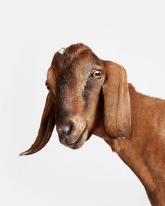 Randal Ford - Brown Goat No. 1, Photography 2018, Printed After
