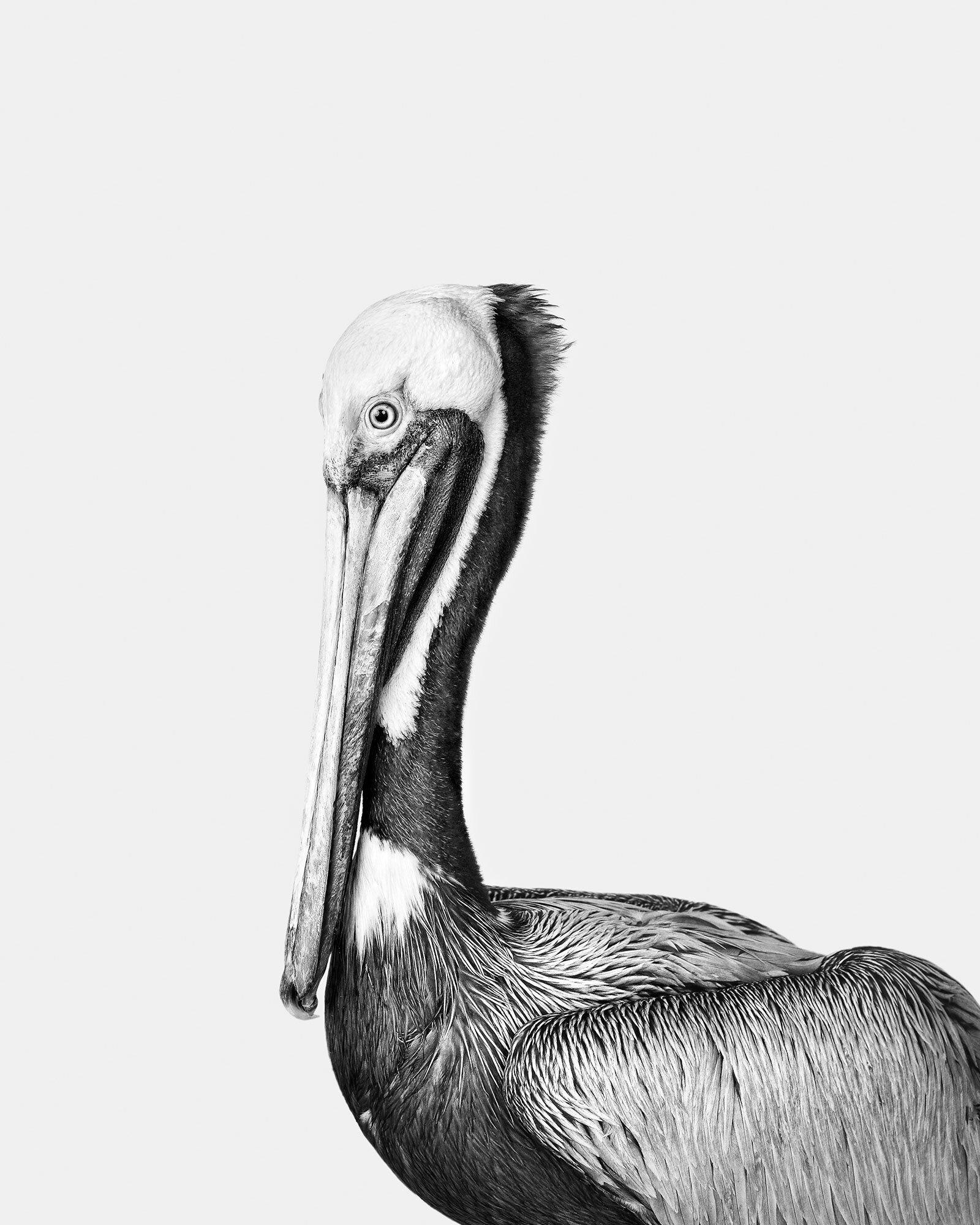 Tailles disponibles :
37.5 x 30 in Edition de 15
50 x 40 en édition de 10
60 x 48 in Edition de 5

Alfonzo :  Alfonzo l'incroyable. Alors que j'étais en mission pour le magazine Audubon, j'ai travaillé avec une organisation de sauvetage à Corpus
