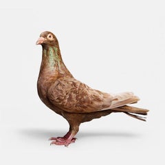 Randall Browning - Brown Pigeon, Photographie 2024, Impression d'après