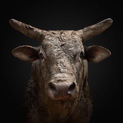 Randal Ford - Bucking Rodeo Bull n° 2, photographie 2024, imprimée d'après
