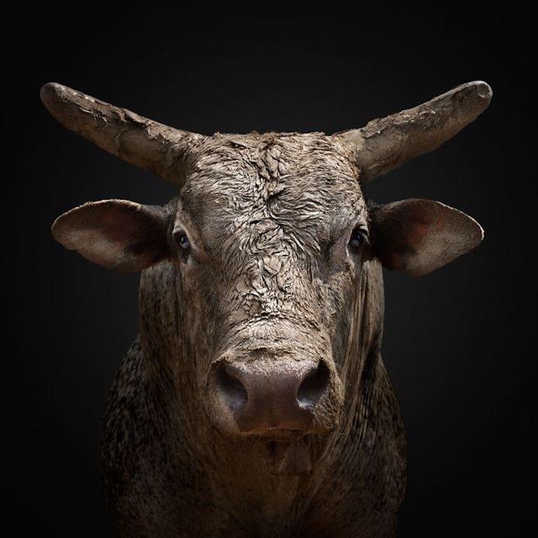 "Nothing sends a cold panic through your blood quite like staring a bull in the face. Titan was by far one of the most intimidating animals I’ve ever stood in front of. He was caked in black mud, with his cavernous, onyx eyes fixed on mine, and I