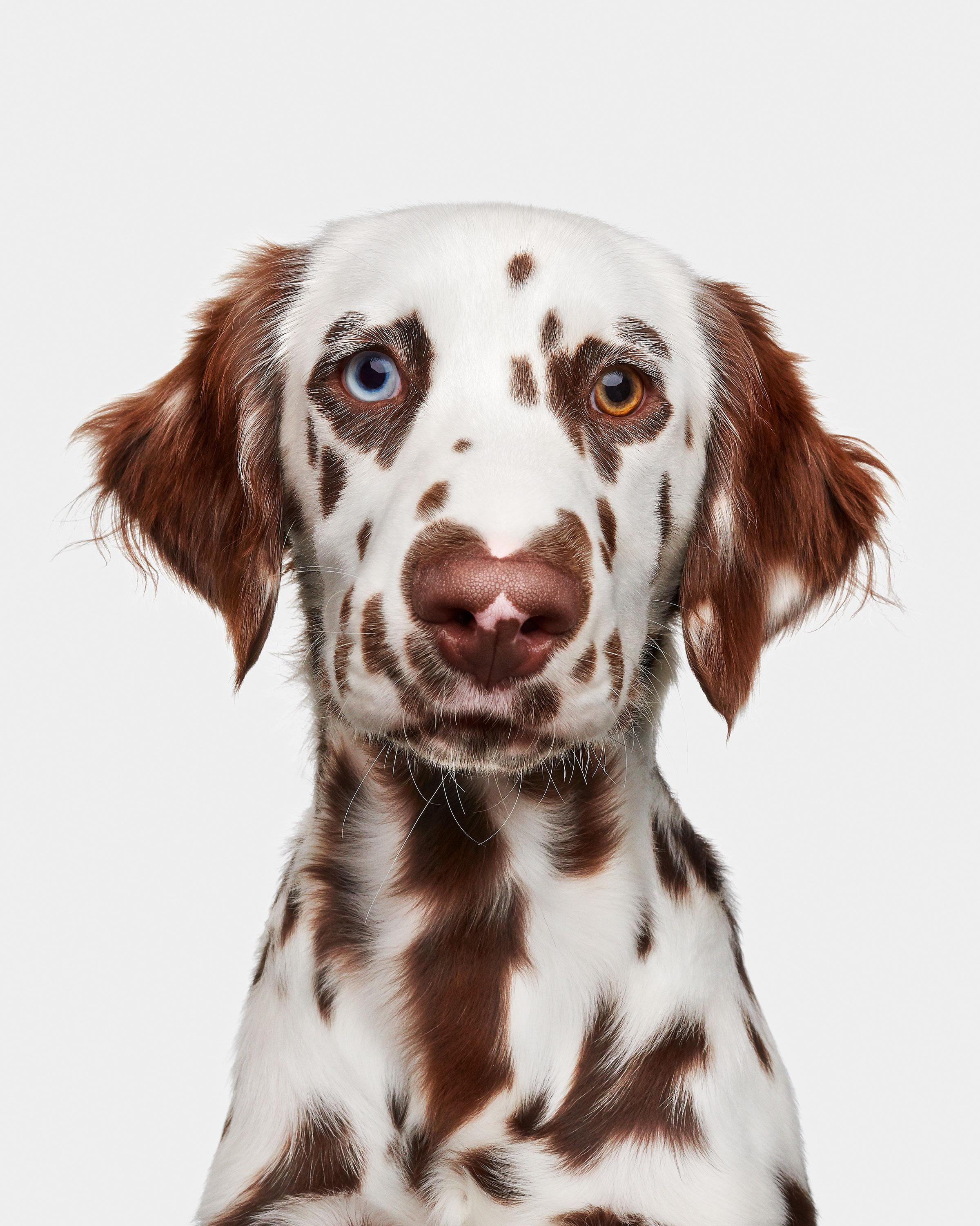 Available sizes:
37.5" x 30", Edition of 15
50" x 40", Edition of 10
60" x 48", Edition of 5

Narrative:
Mother Nature sure had fun with Buckley! White coat with brown spots, brown ears with white spots, one blue eye/one hazel and a heart-shaped