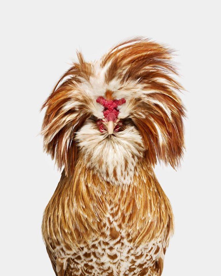 Randal Ford - Buff Laced Polish Rooster n° 1, photographie 2024, imprimée d'après