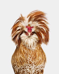 Randal Ford - Buff Laced Polish Rooster No. 1, Photography 2024, Printed After