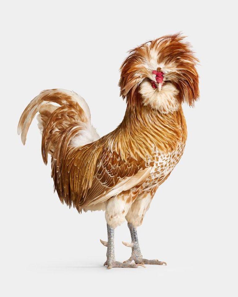 "Blaze exploded before my lens like a firecracker on the Fourth of July. His amber plumage and cascading crest likened him to a golden geyser. His confidence came with just as much of a punch. Known for being the man of the barn, Blaze thrives in