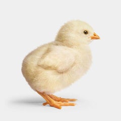 Randal Ford - Buff Orpington Chick, Photography 2024, Printed After