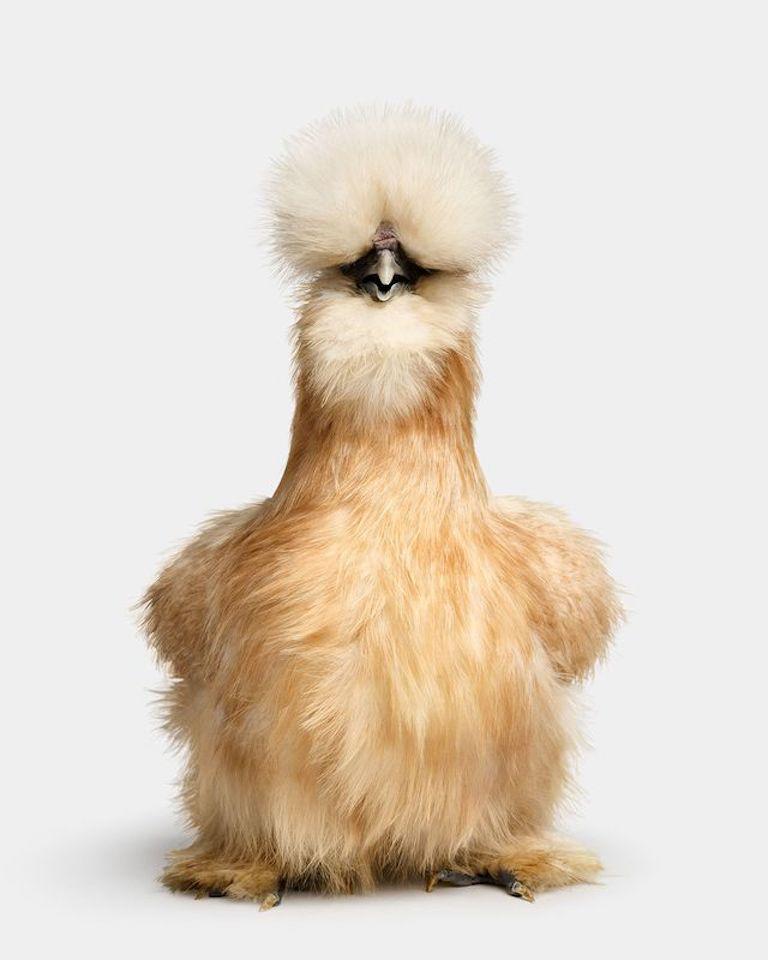 "Carmela was a character. With their wild fluff and laughable likeness to a fluttering Muppet from the 1970s, silkies naturally exude charisma and charm. When in motion, their feathers become a graceful boa, as if floating glamorously past a line of