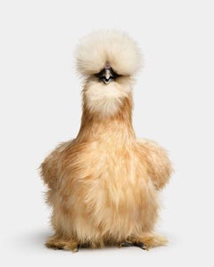 Randal Ford - Buff Silkie Hen No. 1, Photography 2024, Printed After