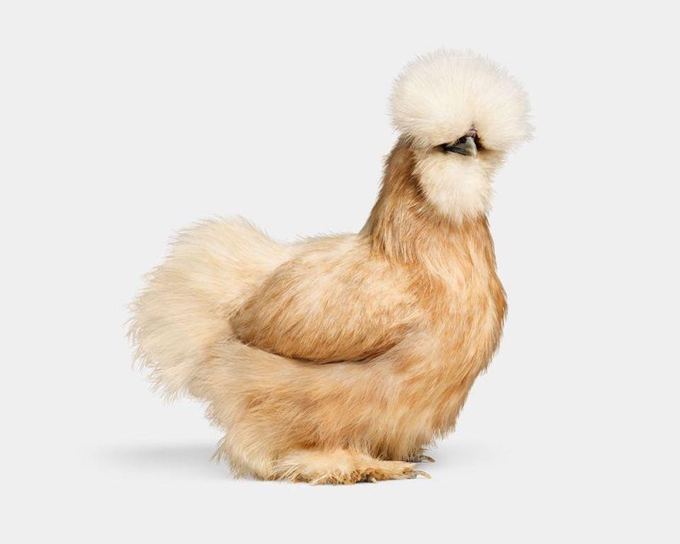 "Carmela was a character. With their wild fluff and laughable likeness to a fluttering Muppet from the 1970s, silkies naturally exude charisma and charm. When in motion, their feathers become a graceful boa, as if floating glamorously past a line of