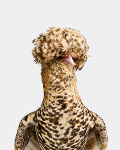 Randal Ford - Candy Corn Polnische Hen Nr. 1, Fotografie 2024, gedruckt nach