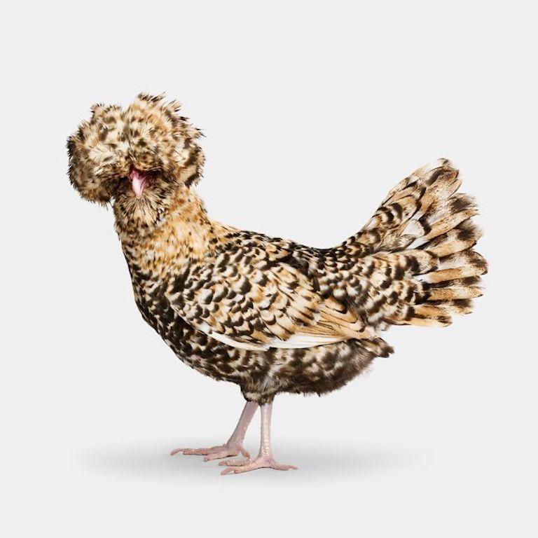 "Doloris meant business. As soon as she stepped on set, this lady knew what she was working with. Polish hens come in a variety of colors and patterns, but the scalloped chocolate hues on Doloris’s chest were especially beautiful and reminded me of