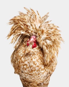 Randal Ford – Candy Corn, polnische Henne aus Korn, Fotografie 2024, gedruckt nach