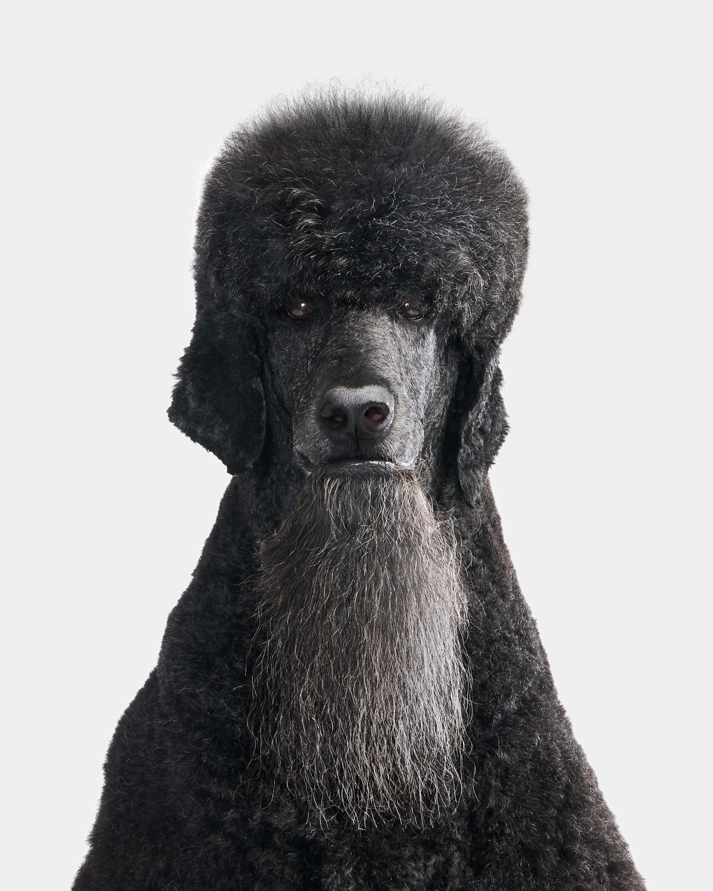 Available sizes:
37.5" x 30", Edition of 15
50" x 40", Edition of 10
60" x 48", Edition of 5

Narrative:
There is nothing standard about this poodle. Ceelo is one of the most interestingly decorated dogs I have ever had the pleasure of meeting. His