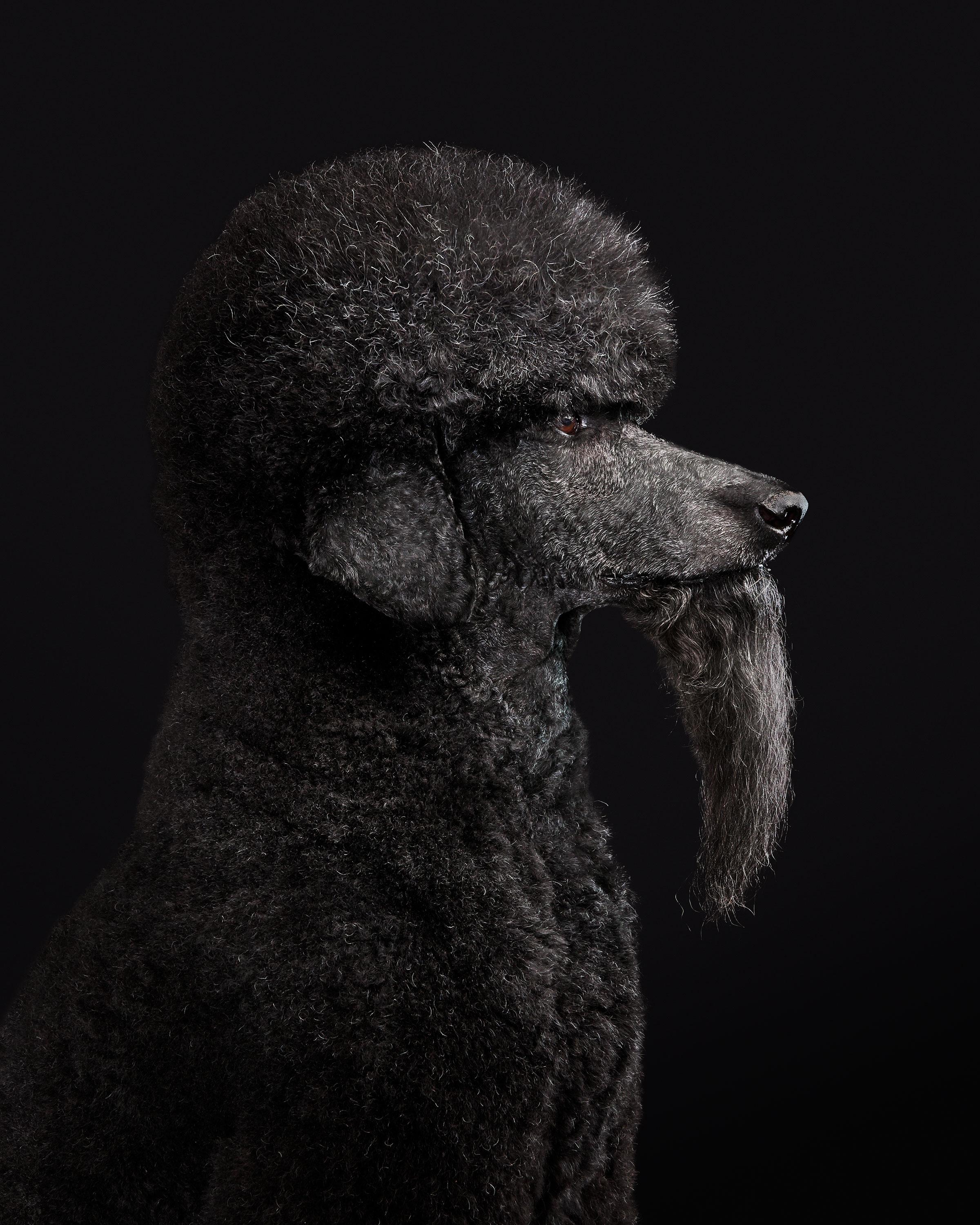 Available sizes:
37.5" x 30", Edition of 15
50" x 40", Edition of 10
60" x 48", Edition of 5

Narrative:
There is nothing standard about this poodle. Ceelo is one of the most interestingly decorated dogs I have ever had the pleasure of meeting. His