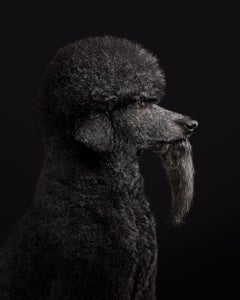 Randal Ford - CeeLo nº 2, Fotografía 2020, Impreso después de