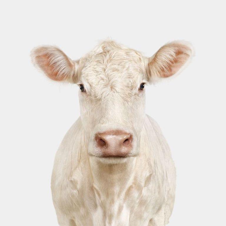 "Snowflake is a kid at heart. Having been raised around children on the farm, she quickly took on their enthusiastic energy and zest for adventure. Snowflake loves to run through tall grass and break out into joyful cow calls at a moment’s notice.