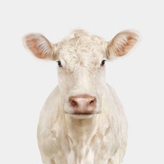 Randal Ford – Charolais Heifer, Fotografie 2024, Nachdruck gedruckt