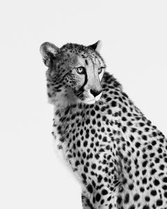Randal Ford – Cheetah No. 1 (BW), Fotografie 2024, Druck nach