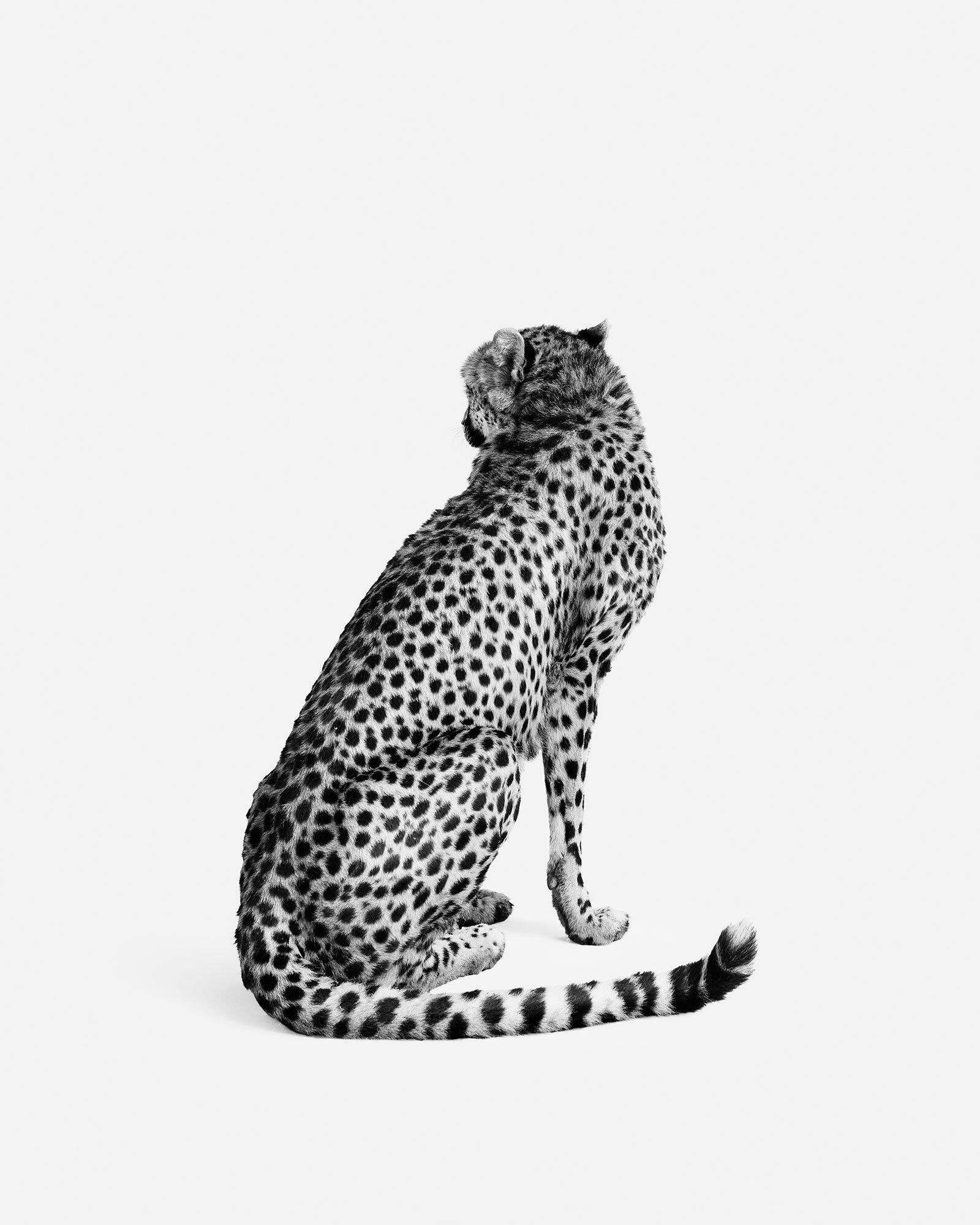 Randal Ford
Cheetah No. 2 (BW)
Digital C-Print on Archival Photographic Paper
Captured in 2024, printed later

Available Sizes and Editions:
37.5" x 30" in Edition of 15
50" x 40" in Edition of 10
60" x 48" in Edition of 5

Since this print will be