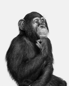 Randal Ford - Chimpanzee n° 1 (BW), photographie 2024, imprimée d'après