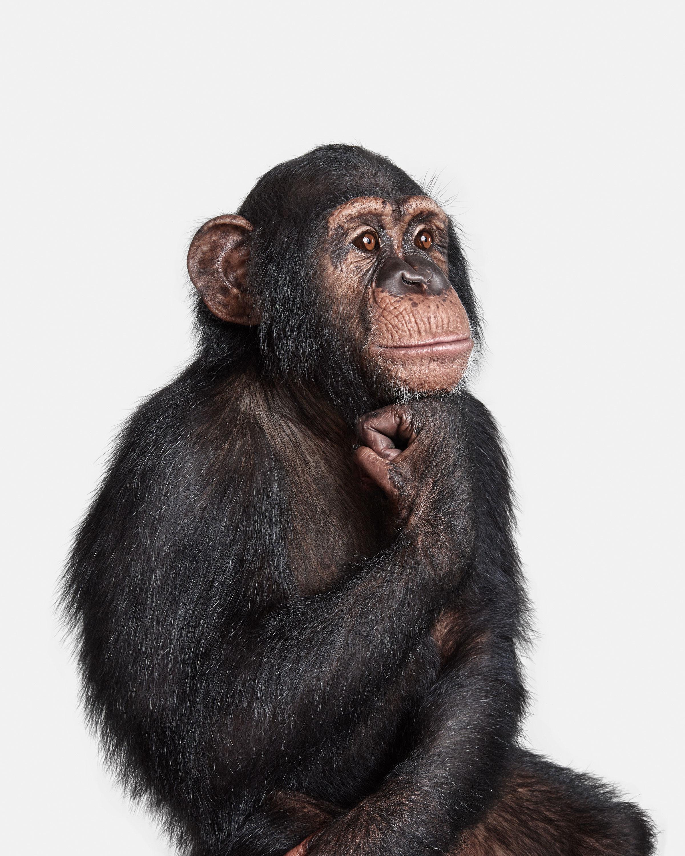 Available Sizes:
37.5 x 30 in Edition of 15
50 x 40 in Edition of 10
60 x 48 in Edition of 5

Amari: Compared to his brother, Amari was a bit more calm and relaxed on set.  I thought it would be interesting to further anthropomorphize him by placing