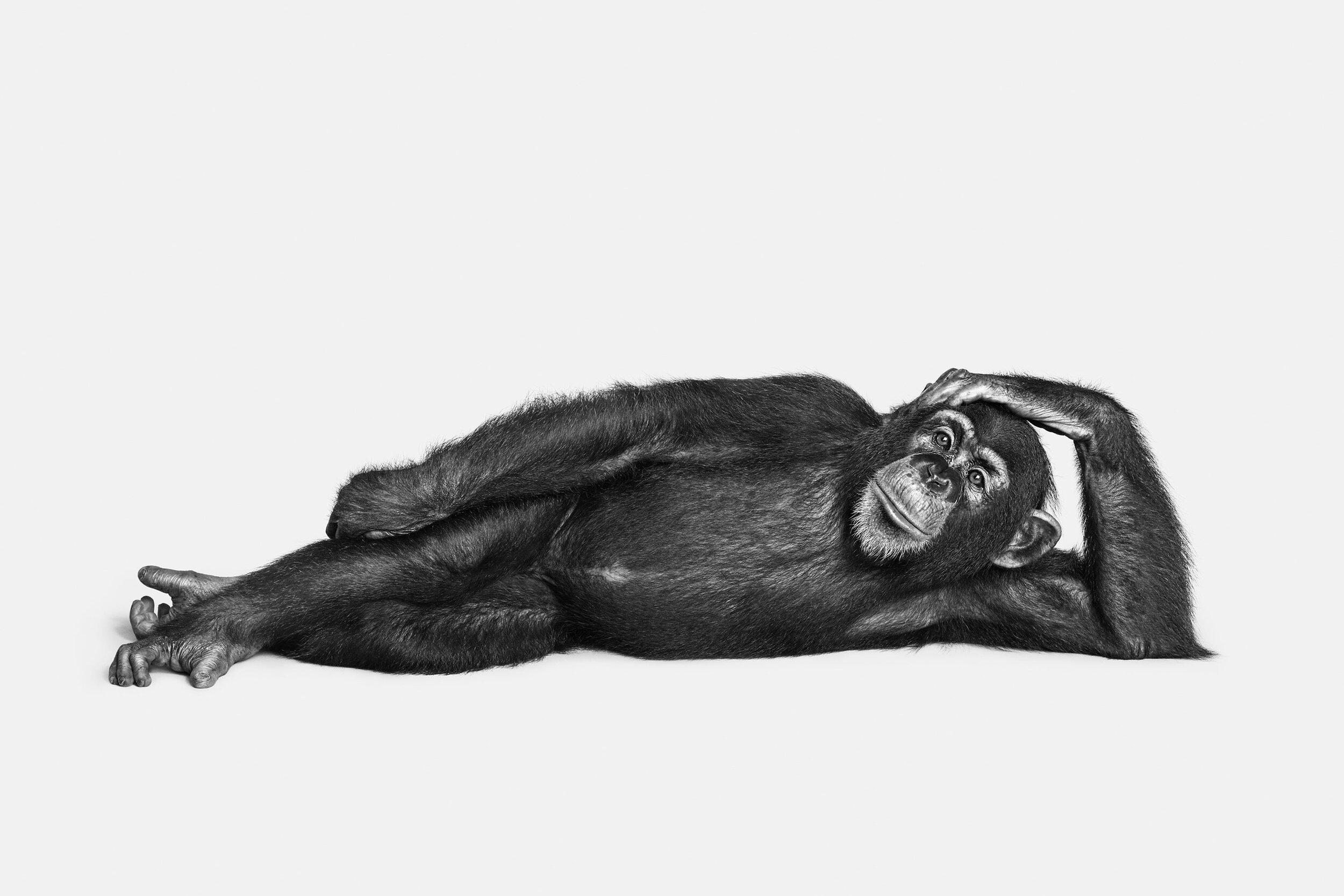 Randal Ford - Chimpanzee No. 2 (BW), Photography 2018, Printed After
