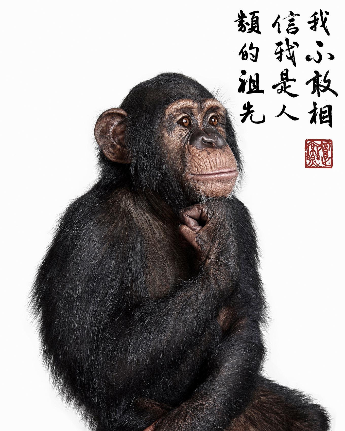 Title: Contemplative Chimpanzee Collaboration with Steven C. Rockefeller Jr
Medium: Digital C-Print on Archival Photographic Paper
Available sizes:
50" x 40", Edition of 5
60" x 48", Edition of 3

Few photographers in the world have photographed as