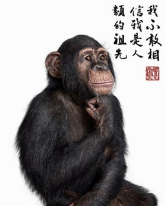 Randal Ford - Contemplative Chimpanzee, Fotografie 2023, Druck nach