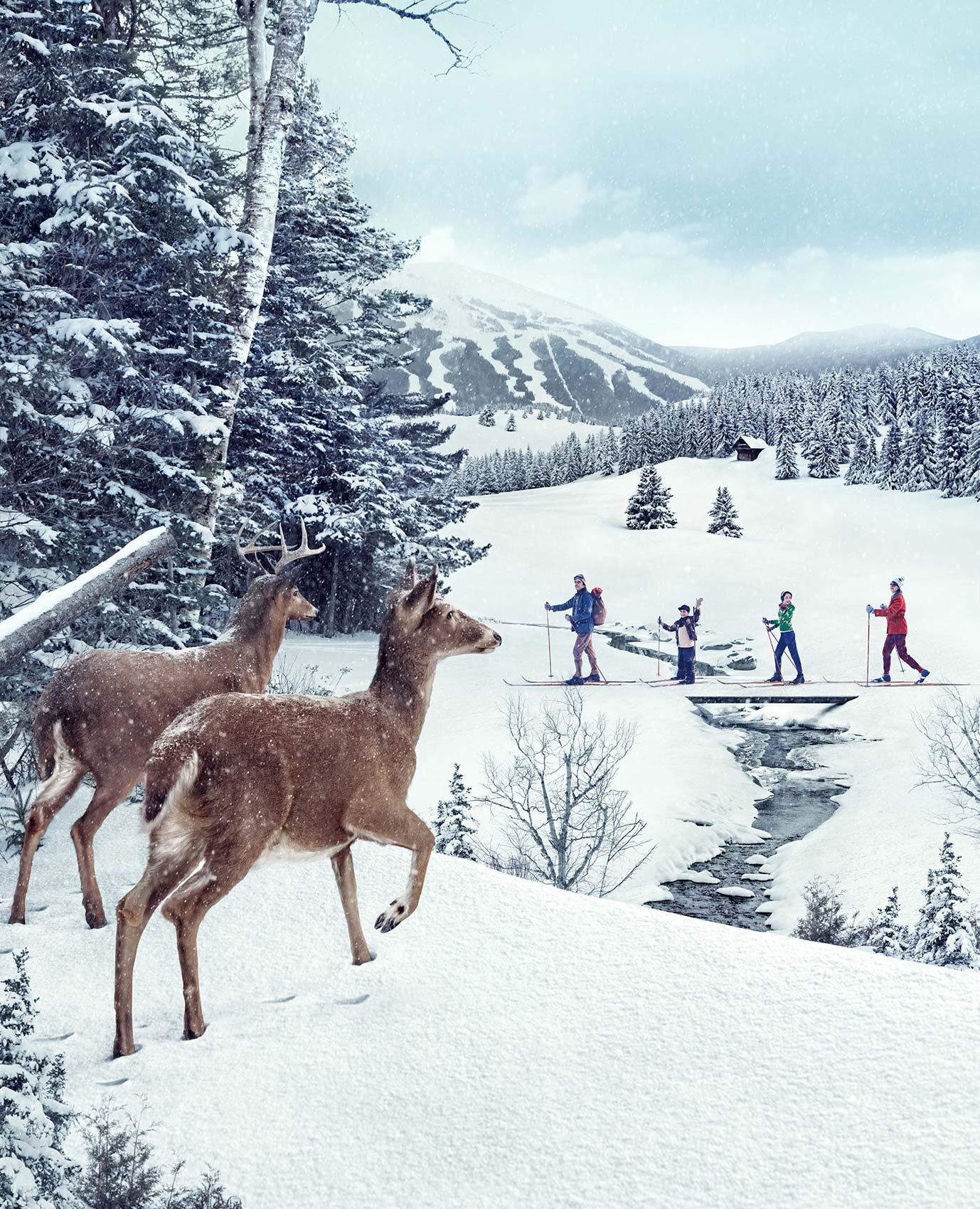 Americana Collection
Digital C-Print on Archival Photographic Paper

Available sizes:
37.5" x 30", Edition of 15
50" x 40", Edition of 10
60" x 48", Edition of 5

Few photographers in the world have photographed as many animals in studio as