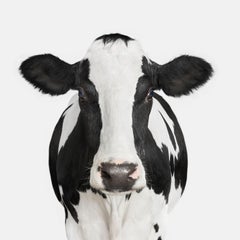 Randal Ford - Dairy Cow No. 1, Photography 2018, Printed After