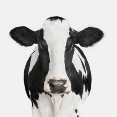 Randal Ford - Dairy Cow n° 1, photographie de 2018, imprimée d
après
