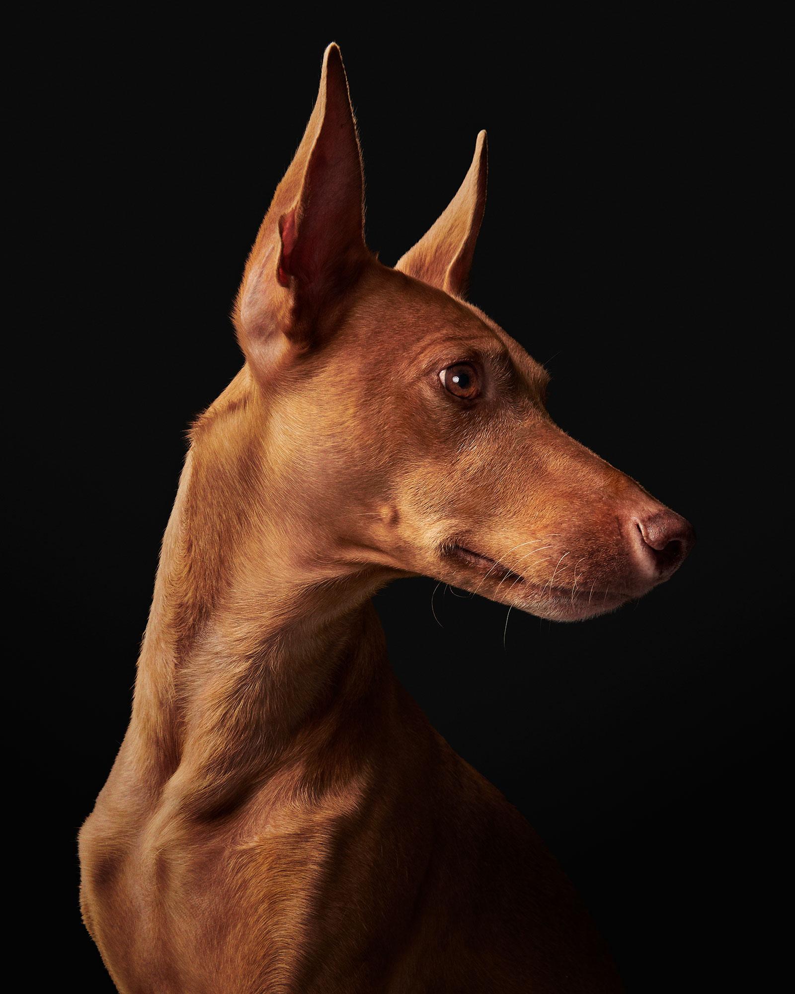 Randal Ford - Dante, Photography 2020, Printed After