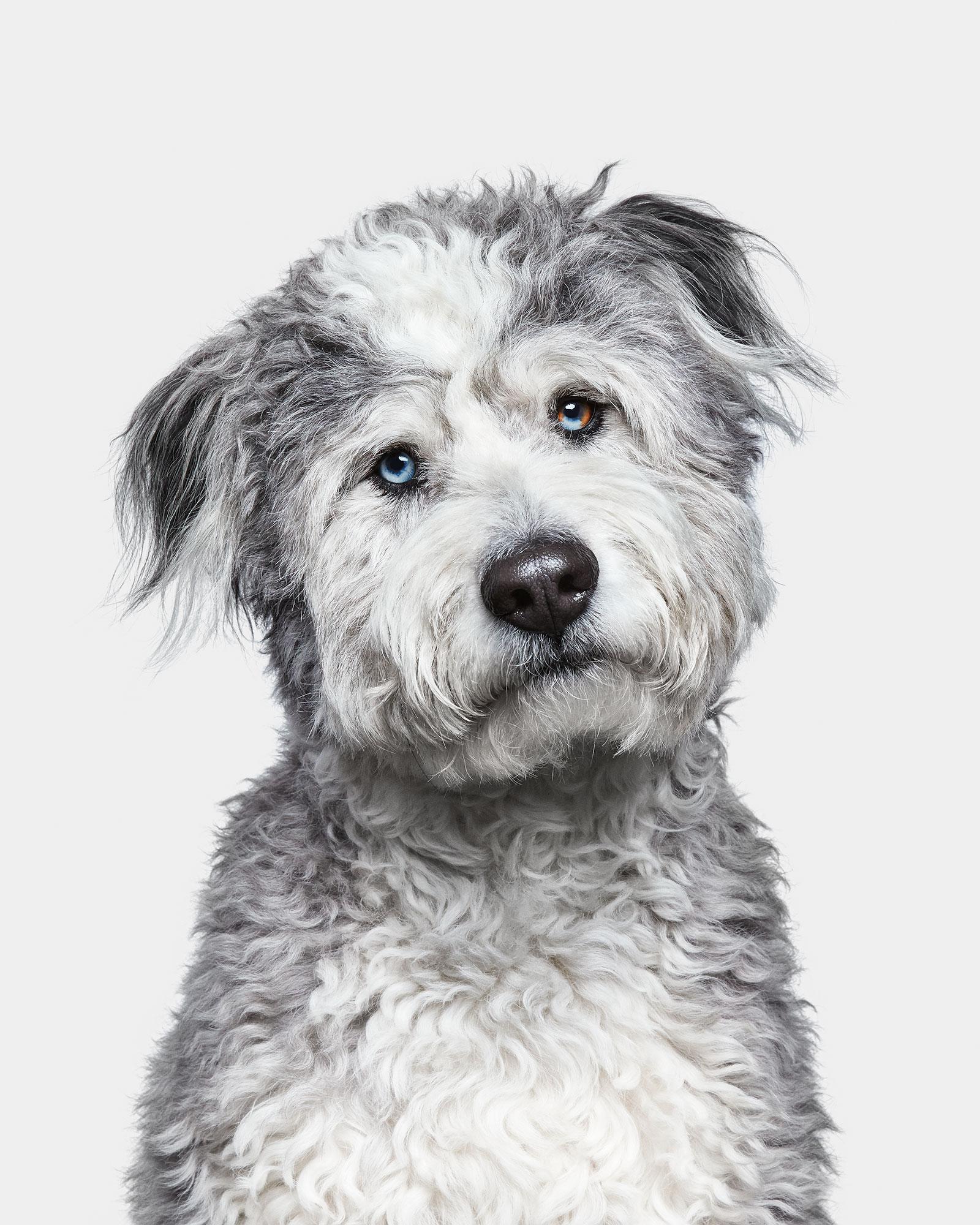 Available sizes:
37.5" x 30", Edition of 15
50" x 40", Edition of 10
60" x 48", Edition of 5

Narrative:
Darwin was, quite fittingly, a bit of an experiment (albeit, an unintentional one). Half Husky, half Doodle, his blend of breed was beautiful