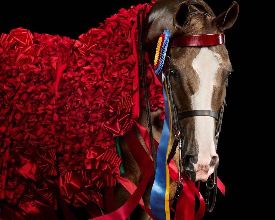 "Having secured 19 national championship titles and hailed as one of the most decorated horses of her breed, 15-year-old Peanut’s competitive winnings speak volumes to her strength, skill, and dedication to her craft. Though she has quite the